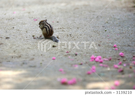 citizens' forest, saitamcity, rodent 3139210