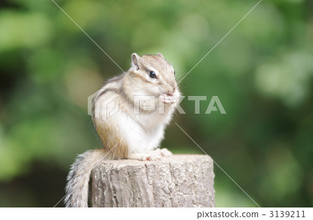 Chipmunk 3139211