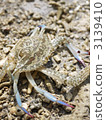 crab, crabs 3139410