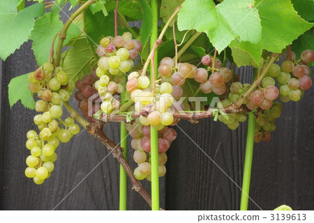 葡萄 葡萄 3139613