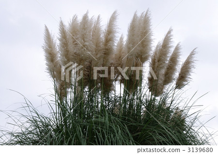 Panpasugurasu Panpasugurasu 3139680