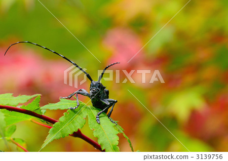 Affiliation Affiliation 3139756