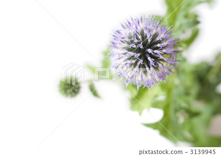 硬葉藍刺頭 小球薊 花朵 3139945