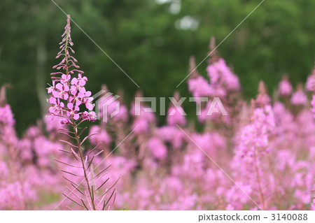 Yanagiran of the plateau 3140088