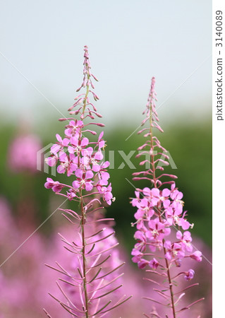 Yanagiran of the plateau 3140089