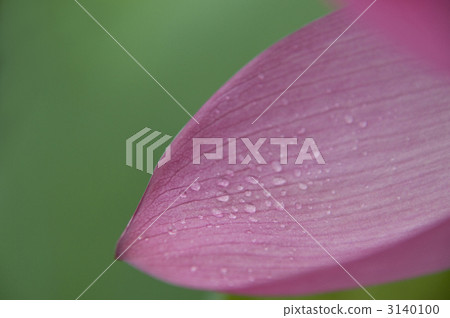 Petal and water drop 3140100