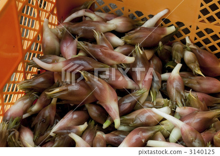 Harvest of alga 3140125