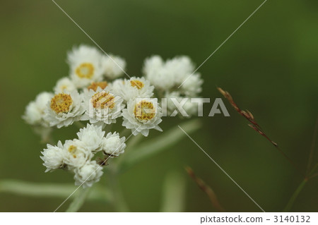 高原的雅馬哈Hako 高原的雅馬哈Hako 3140132