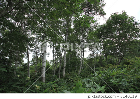 未受污染的山毛櫸森林 3140139