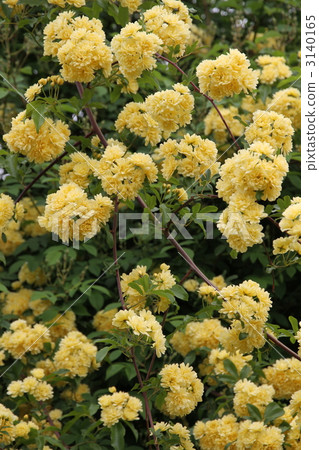 Yellow moco borough 3140165