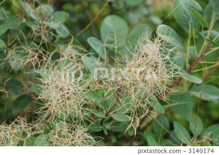 公園煙樹 3140174