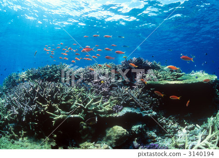 coral, pseudanthias disper, madder seaperch 3140194