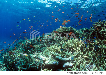 coral, branch coral, crimson sea bream 3140195