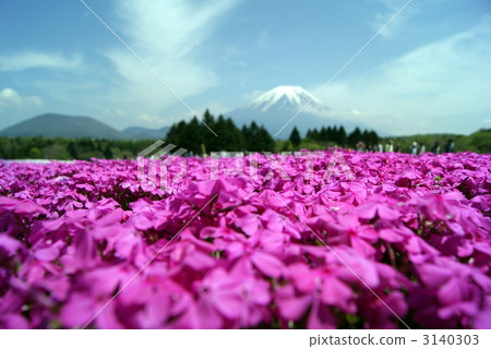 Shibazakura and Fuji 3140303