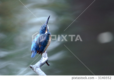Kingfishes of the perch 3140352