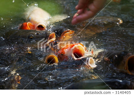 鯉魚 鯉魚 3140405