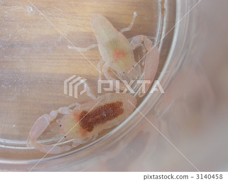 tairagi hidden shrimp, emperor shirmp, sea animals 3140458