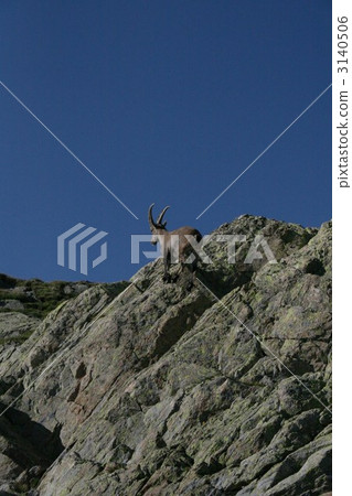 Ibex 3140506