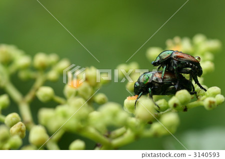 Copulation of cannabis Copulation of cannabis 3140593