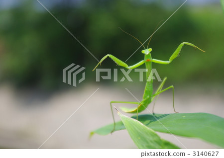 螳螂要調查 3140627