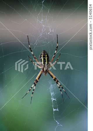 Araneidae 3140654