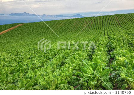 Beat field of Biei-cho hill 3140790