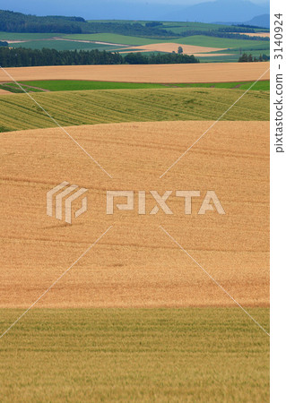 Biei-cho Summer wheat field (vertical) Biei-cho Summer wheat field (vertical) 3140924