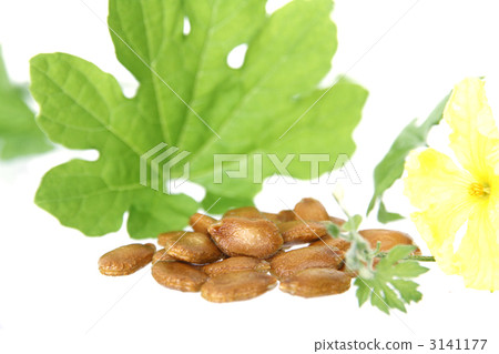 Suggested seeds 3141177