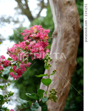 Salisbury Salisbury 3141251