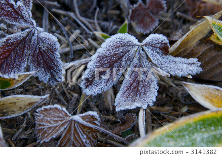 Crystal of frosting Crystal of frosting 3141382