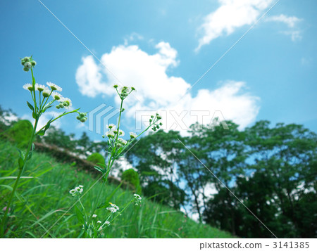 藍天和鮮花（Emiseon） 3141385