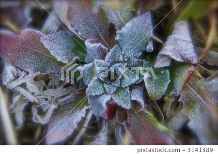 玫瑰花結霜 3141389