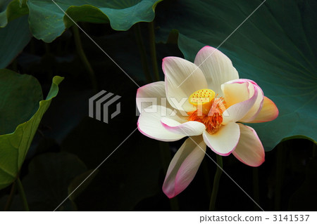lotus flower, water lily, water-lily 3141537