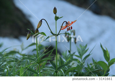 lilium medeoloides, midland, snowy mountain 3141661