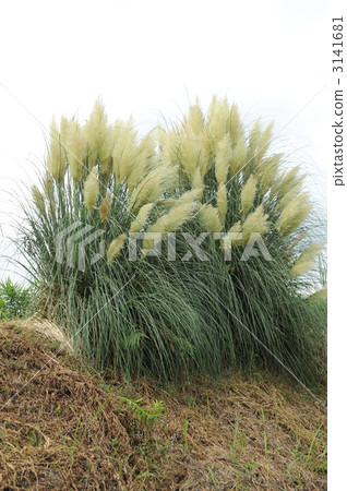 Pampasgrass 3141681