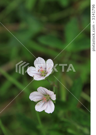 Geranium krameri, bloom, blossom 3141796
