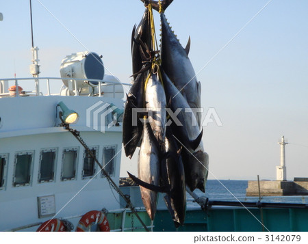 金槍魚芙娜 3142079