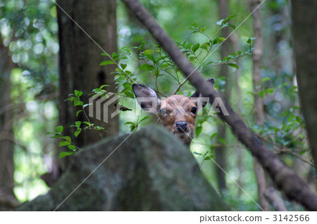 Yakushima deer 3142566