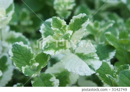 菠蘿薄荷 薄荷 葉 3142749