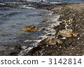 Sea turtle 3142814