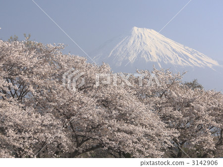 富士和櫻花 富士和櫻花 3142906