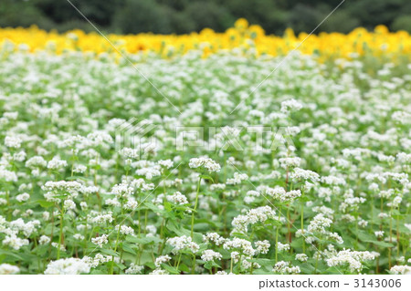Buckwheat field Buckwheat field 3143006