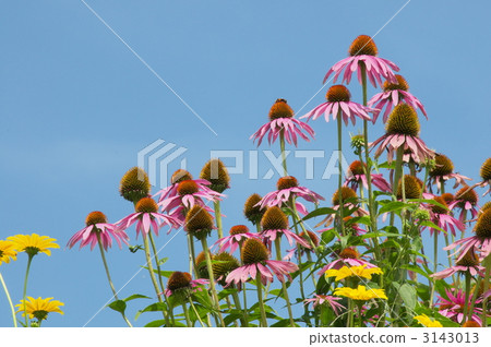 Echinacea 3143013