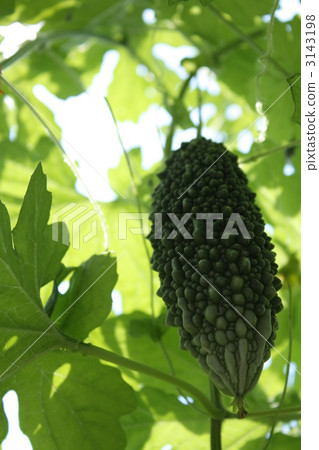 bitter gourd, bitter melon, bitter squash 3143198