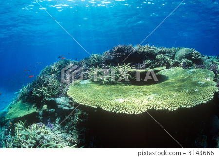 coral, table coral, in the sea 3143666