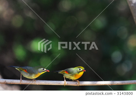 Two squirrels 3143800