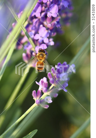 Twilight Honey Bee 3143809