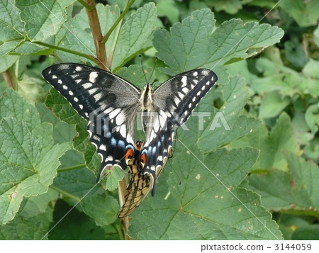 ageha butterfly 3144059