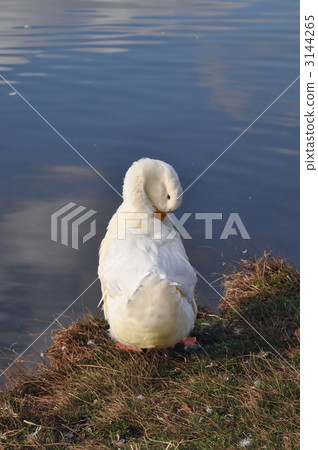 duck, ducks, preening 3144265
