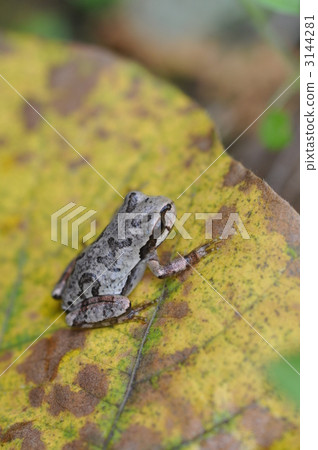 青蛙 樹蛙 兩棲的 3144281